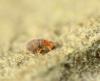 Nanorchestes sp.